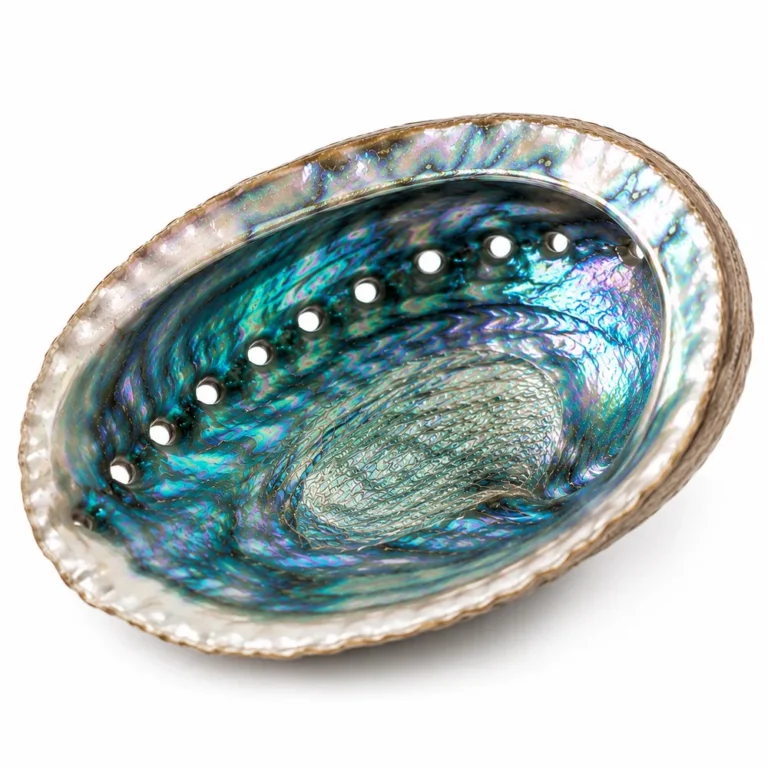 Natural iridescent abalone shell used as a cleansing bowl for burning White Sage, Palo Santo and ritual herbs.